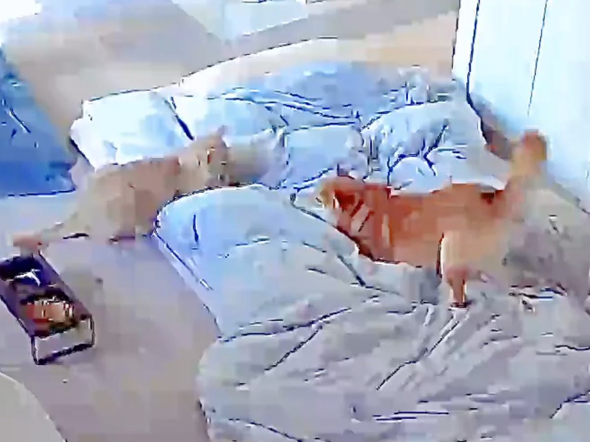 朝、機嫌が悪かった犬→猫と喧嘩していないか心配になり…見守りカメラに映った『まさかの光景』が217万表示の反響「ずっと見てたい」「素敵」