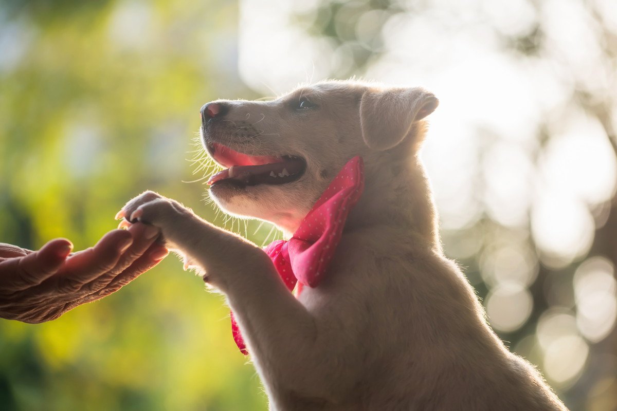 犬が『オテをしてくれない』理由3選！嫌がられてる？してもらうためのコツは？