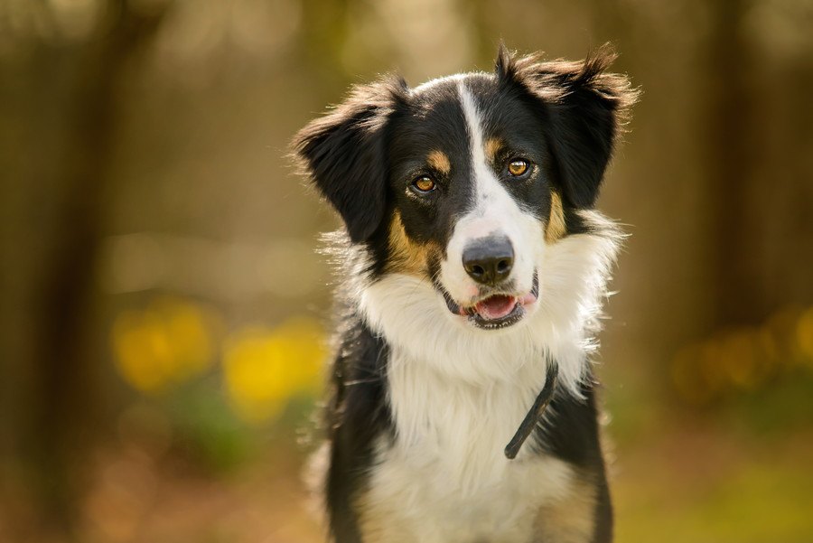 犬を飼い始めた人が陥りやすい『5つの勘違い』