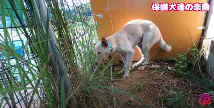 元野犬のリハビリによる変化！人からの愛が生み出す絆に感動