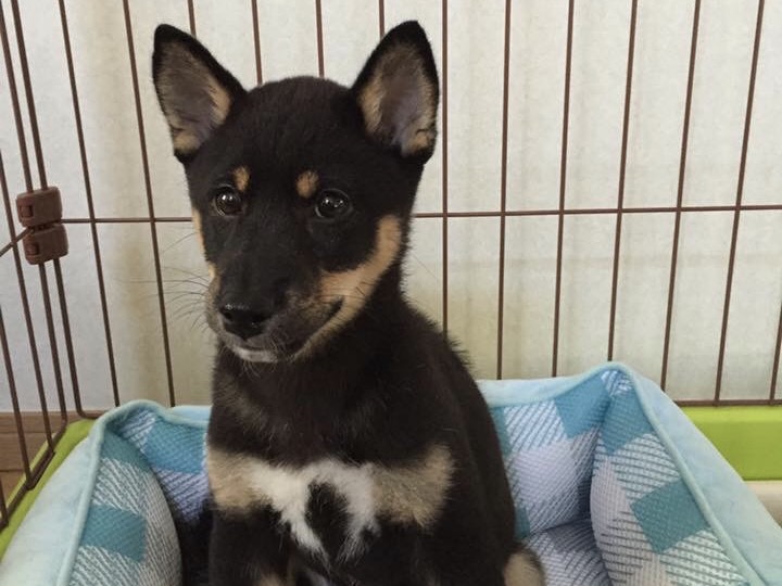 ドッグレスキュー！暴れん坊のジローと飼い主さんを救え！③