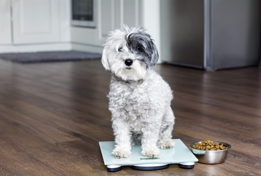 犬の体重を測るときに知っておきたい4つのポイント