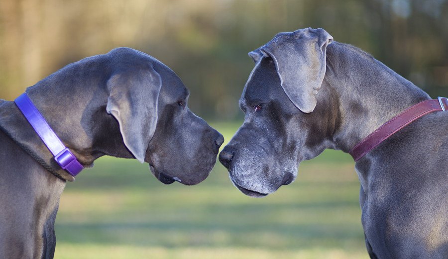 強面なのに…超天然？！一般的なイメージと違う犬種４選