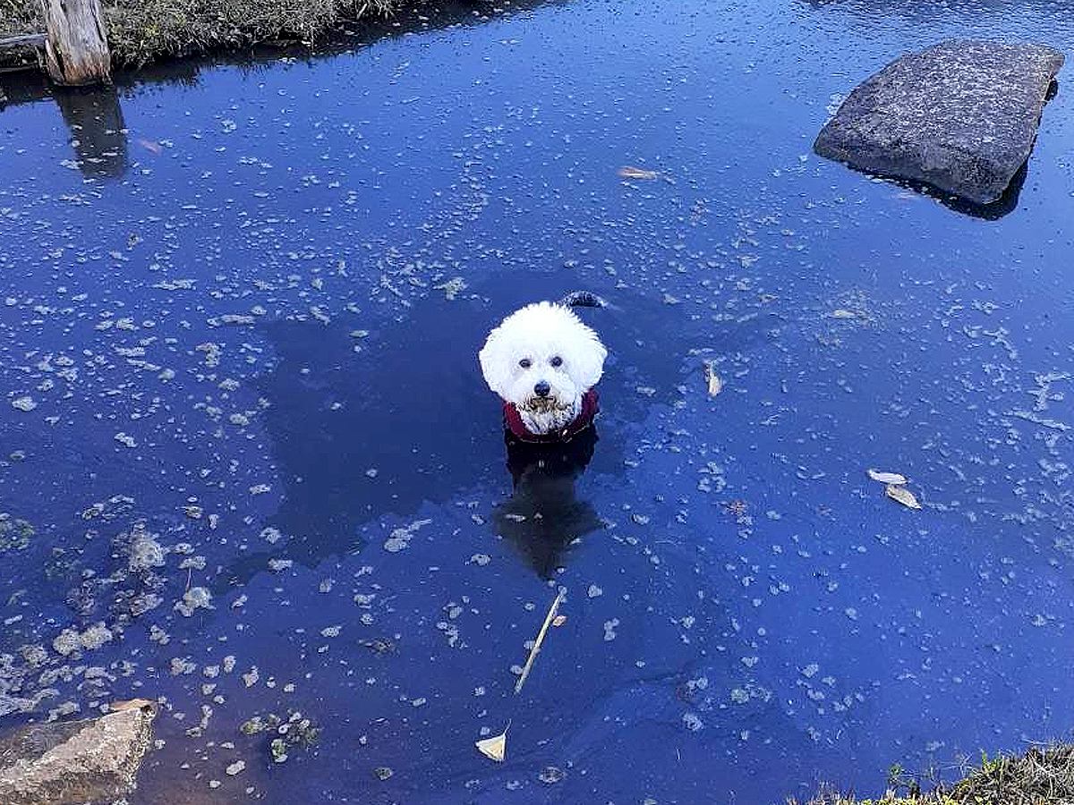 公園で大はしゃぎしていたら、犬が…想定外のハプニングで見せた『まさかの表情』に3万いいね「まさに目が点ってやつｗ」「池の主で草」と爆笑