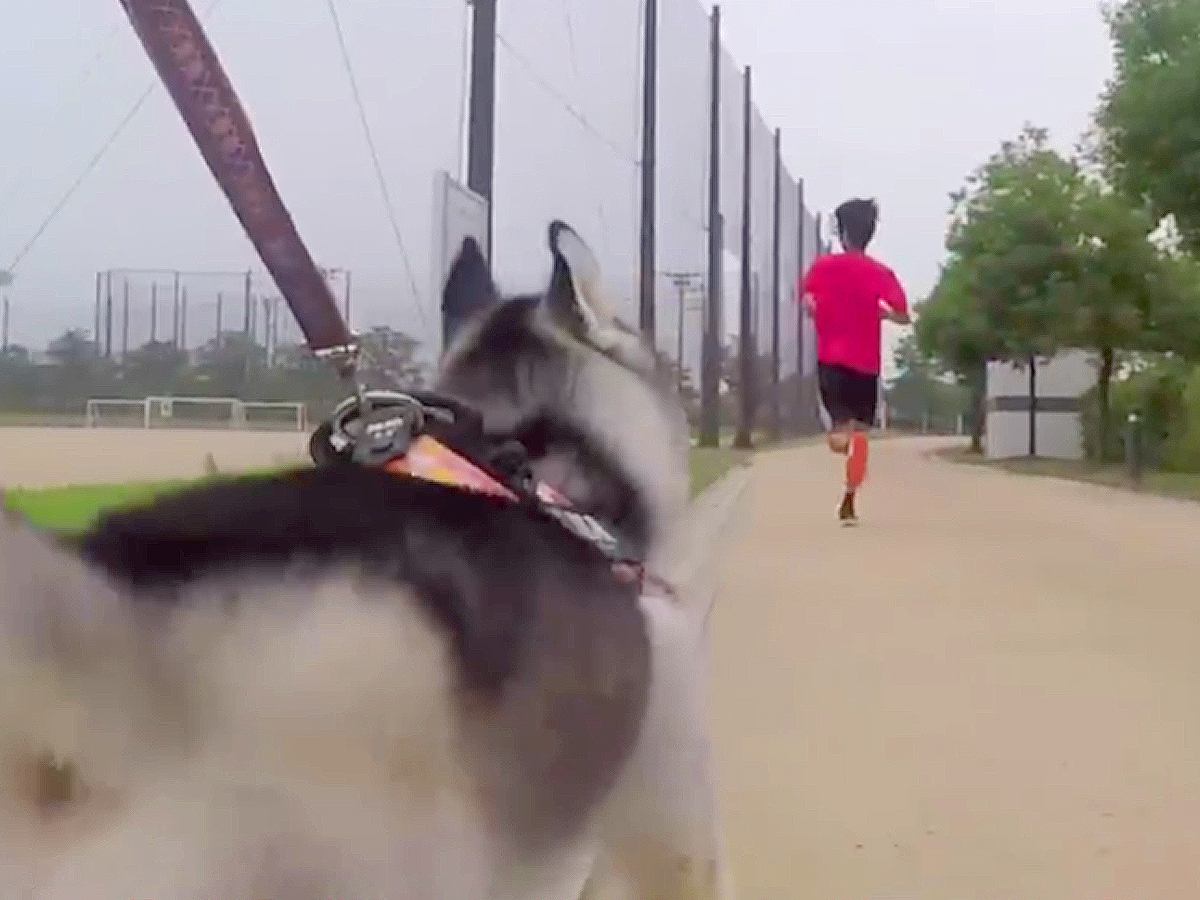 早朝5時、ハスキー犬が『朝練中の高校生』を見つけた結果…必死な行動が可愛すぎると72万再生「体力すごいｗ」「フレンドリーすぎて草」