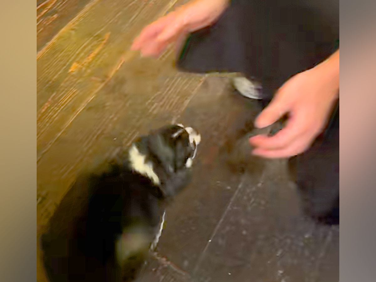 お兄さんが『近づいてきた犬』を撫でようとした瞬間…予想を上回る『まさかの甘え行動』が90万再生「番犬にはなれないｗｗｗ」「世渡り上手」