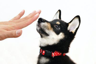 『上手にしつけができていない犬』の特徴３選！成犬からでもしつけ直しはできるの？