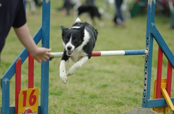 愛犬との絆も深まる！ドッグスポーツの勧め