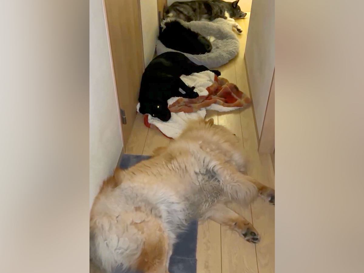 夜、トイレに行こうと部屋を出たら→大型犬たちが通せんぼしてきて…まさかの光景が128万再生「可愛いの大渋滞ｗ」「圧巻」と大反響