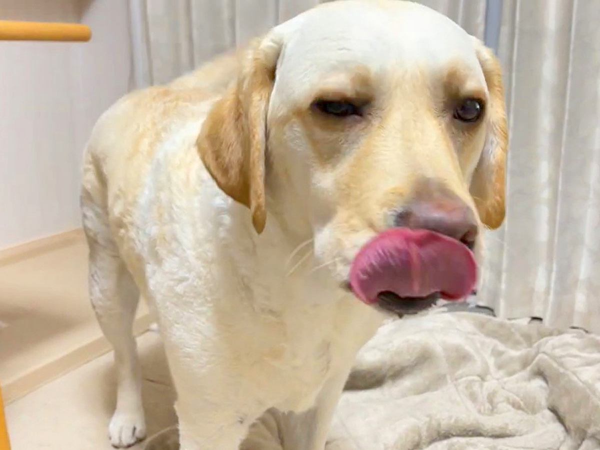 水を飲み終わった犬→軽い気持ちで冗談を言ったら…言葉を理解しているとしか思えない『まさかの行動』が1万4000再生「賢いｗ」「可愛すぎ」