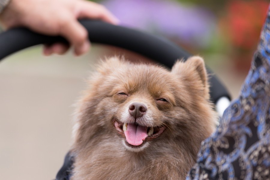 犬の目が見えなくなってしまう原因３つ　予防する方法はあるの？