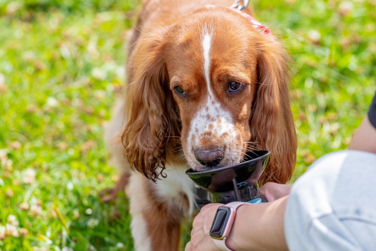 犬が『春の熱中症』になっている時の症状3つ！すぐにすべき対処法から予防策まで解説