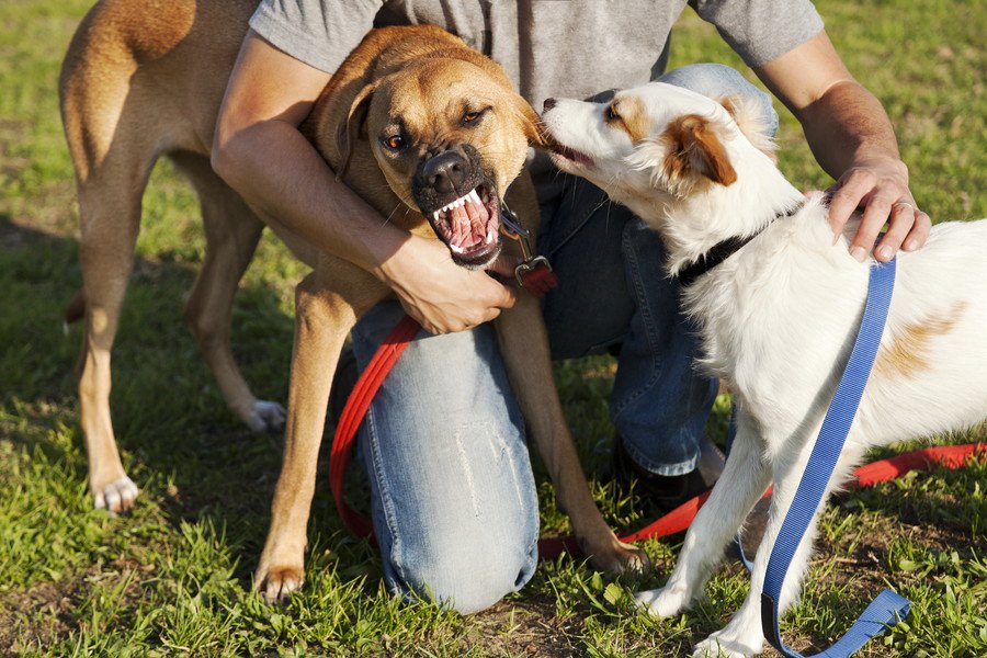 優しかった犬が突然凶暴になる理由と対処法