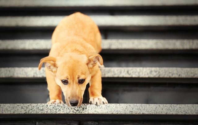 犬が階段から降りられなくなった！その原因と補助できるおすすめアイテム