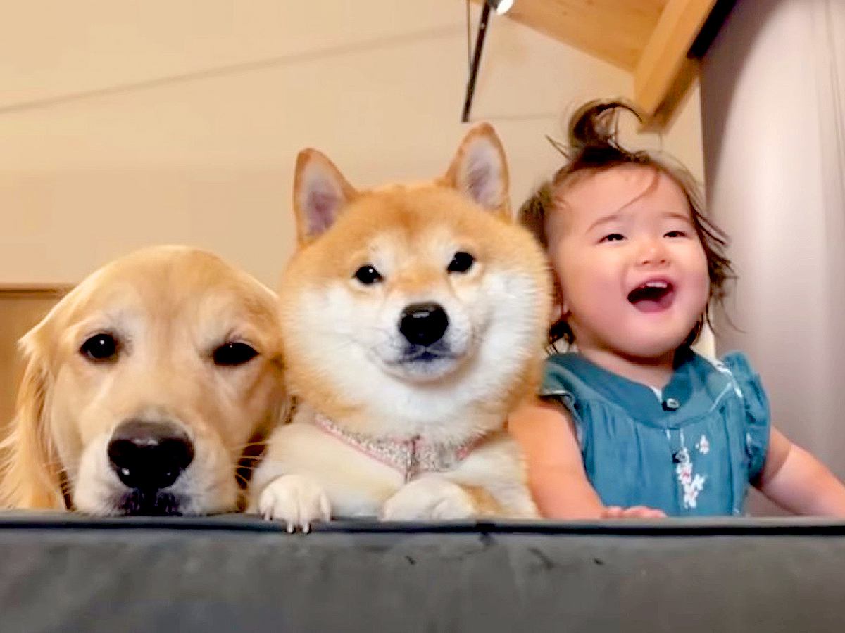1歳の女の子が『謎の遊びを始めた』結果→そばにいた2匹の犬が…あまりにも優しい行動が36万再生「本当の兄妹みたい」「みんな可愛い」の声