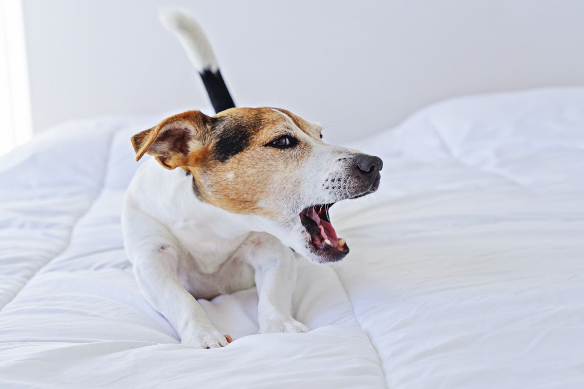 犬が朝早くに飼い主を起こしてくるワケとは？5つの心理やかわいい理由♡