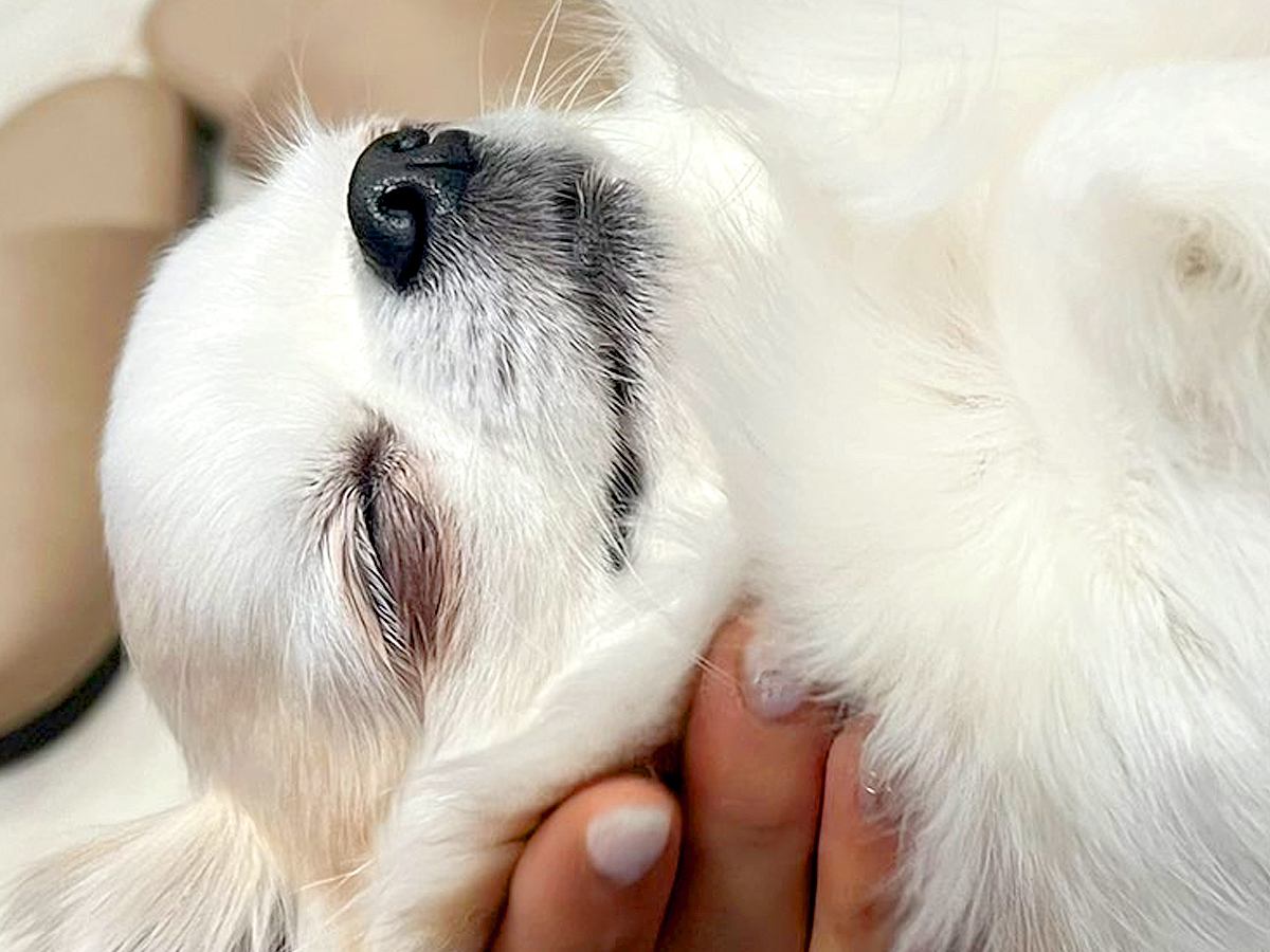 家に遊びに来た友人が『こんな犬見たことない』と呟き…腕の中で見せた『想像以上の光景』に2万いいね「安心しきってる」「無の境地ｗ」と爆笑