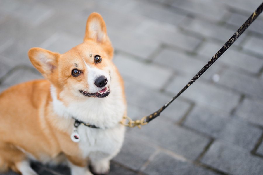 犬の散歩には危険がいっぱい！必ず意識すべき注意ポイント３選