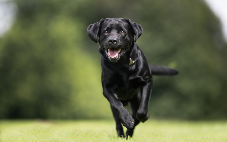 犬は『人間の病気』を嗅ぎ分けることができる？！スゴイ能力を持った犬たち２選