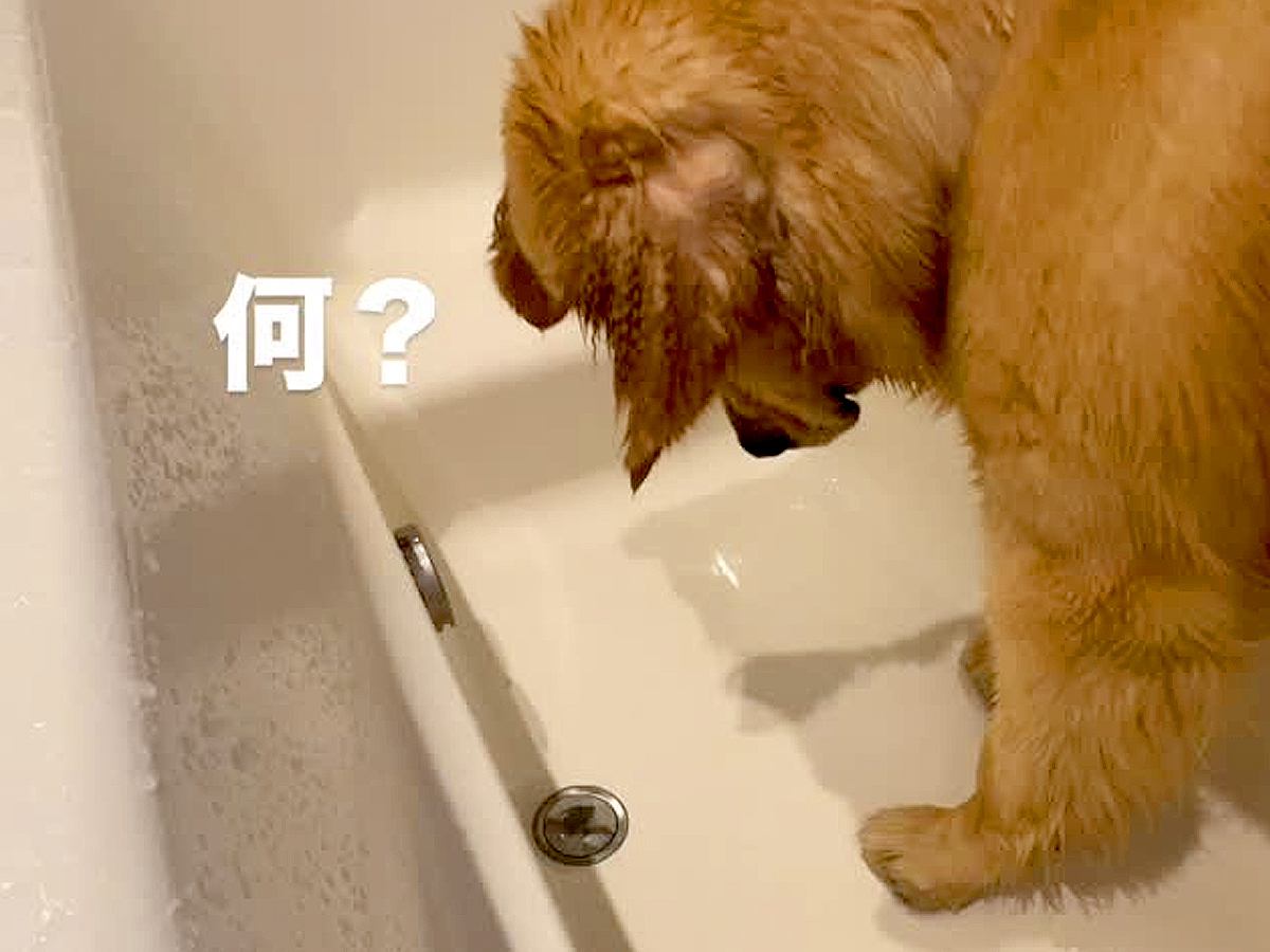 お風呂に入る大型犬→浴槽からナゾの音がして…爆笑必至な『コント並みのリアクション』が219万再生「声出して笑ったｗｗ」「可愛すぎる」