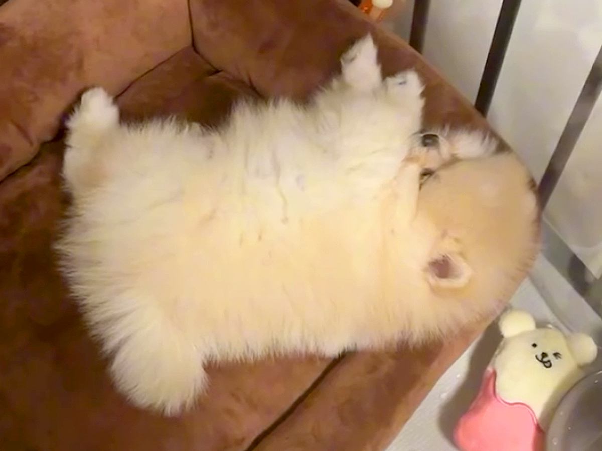 生後3ヶ月の赤ちゃん犬をお迎えした日→想定以上に『ぬいぐるみのような光景』が455万再生「ふわふわの天使」「最高だわ」と悶絶の声続々