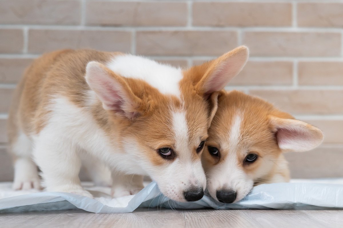 愛犬の行動にイライラ…そんな時に考えるべき3つのこと