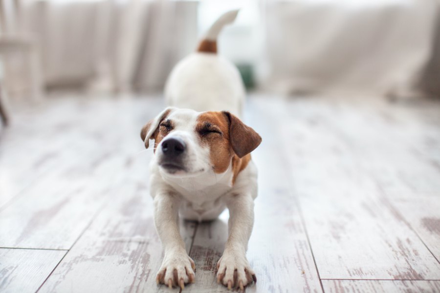 犬は飼い主に『表情』で気持ちを伝えている！５つのパターン