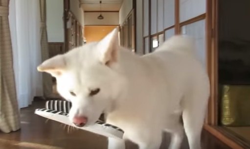 もしも飼い主が倒れたら？秋田犬ゆうきくんのまさかの行動