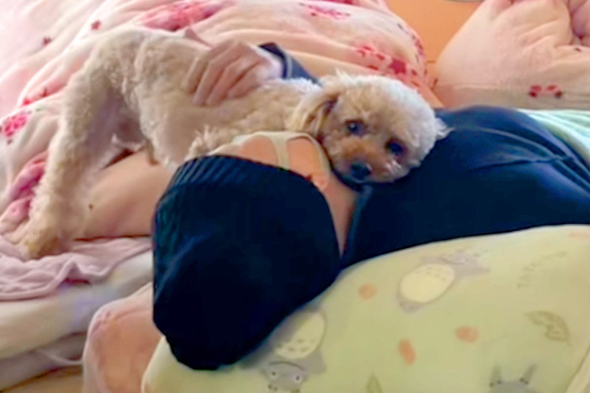 入院していたママが帰ってきたら、犬たちが『おかえり』と出迎えて…涙が止まらない『生きた証』が64万再生「本当の幸せが詰まってる…」と感動
