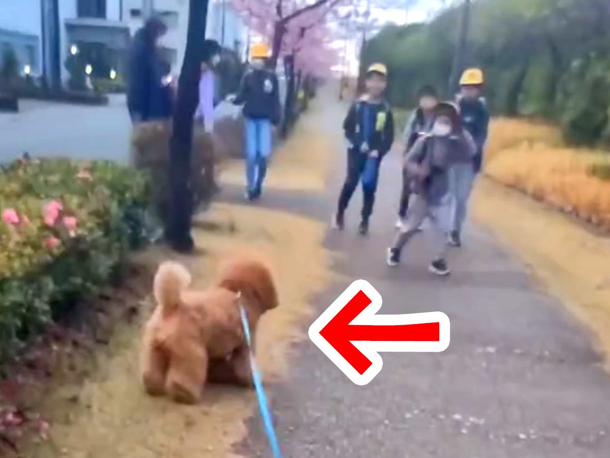 犬の散歩中、登校中の小学生に遭遇したら…『一緒に学校へ行こうとする光景』が微笑ましすぎると15万再生「人気者」「可愛すぎ」と絶賛