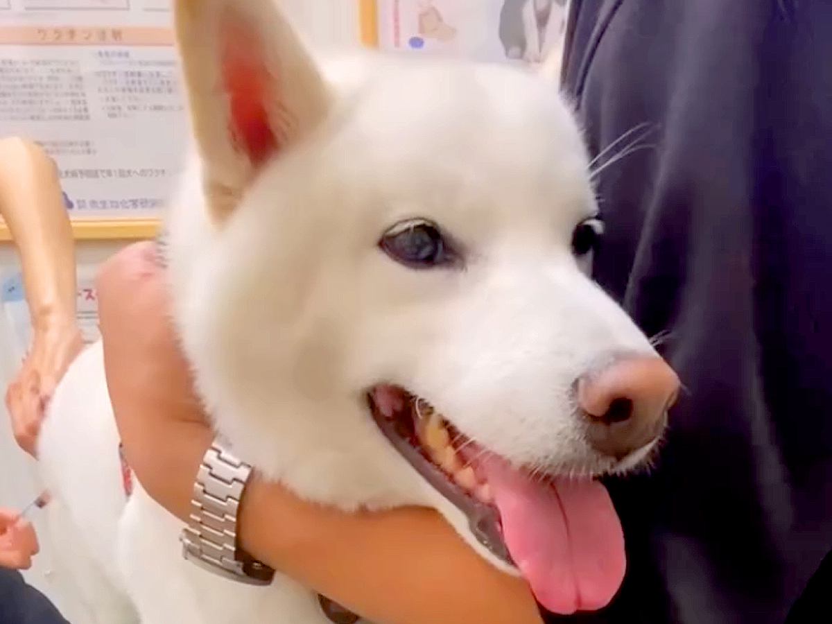 病院で緊張している犬→診察台に乗せられ、注射を打たれた瞬間に…わかりやすすぎる『表情の変わり方』が話題「気持ちわかるｗ」「頑張ったね」