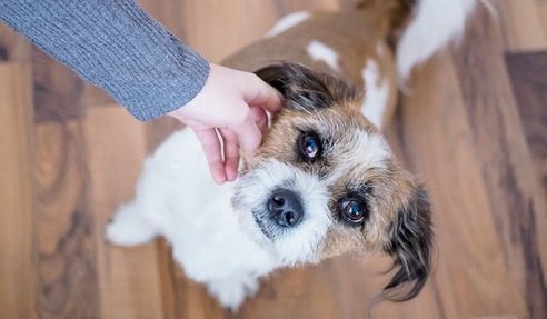 英国で犬に咬まれて怪我をした大人が過去20年で３倍に増加【研究結果】