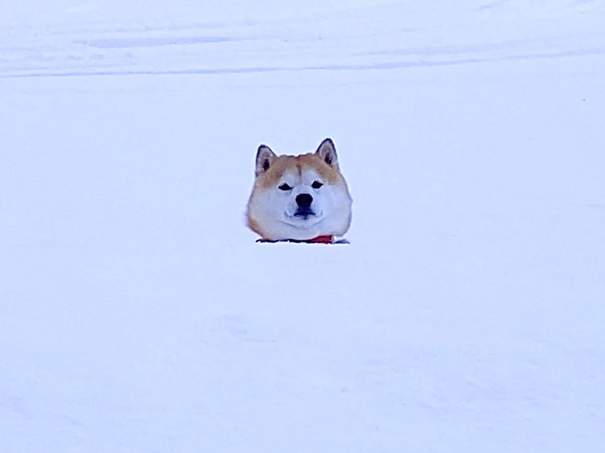 大雪が降った空港で、犬が2日ぶりにお母さんと再会…発見した瞬間に見せた『とんでもなく尊い姿』が160万再生「映画のワンシーンみたい」