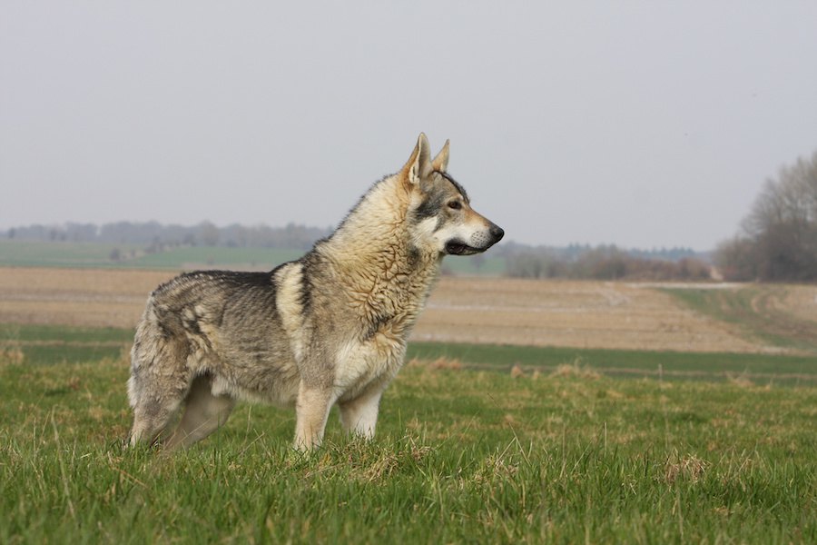 フンの化石が教えてくれる古代の犬の食生活