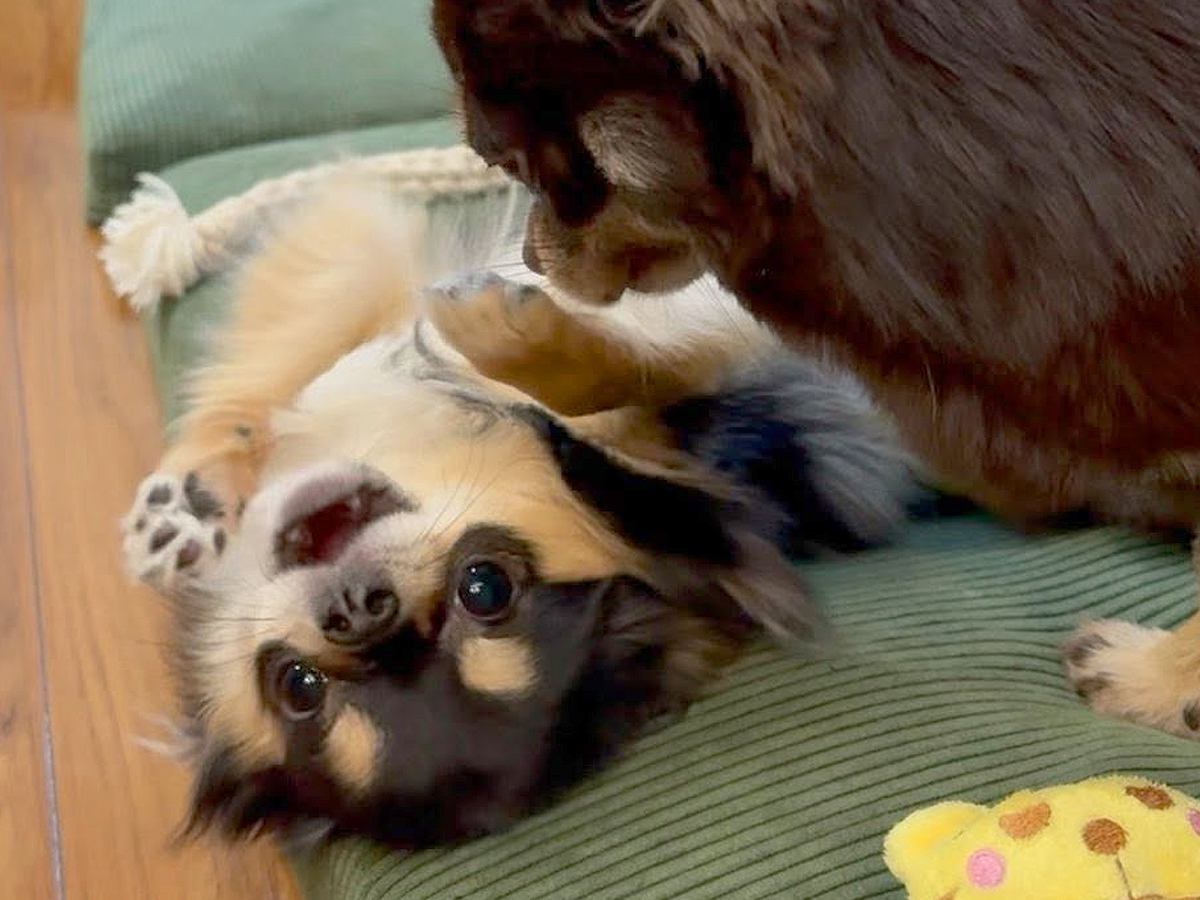 先輩犬に追い詰められた犬→自分の強さを示そうとして…予想もつかなかった『抵抗の仕方』が50万再生「可愛すぎて声出たｗ」「爆笑した」の声