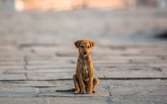 犬の面倒を見ないで放置するリスク７つ