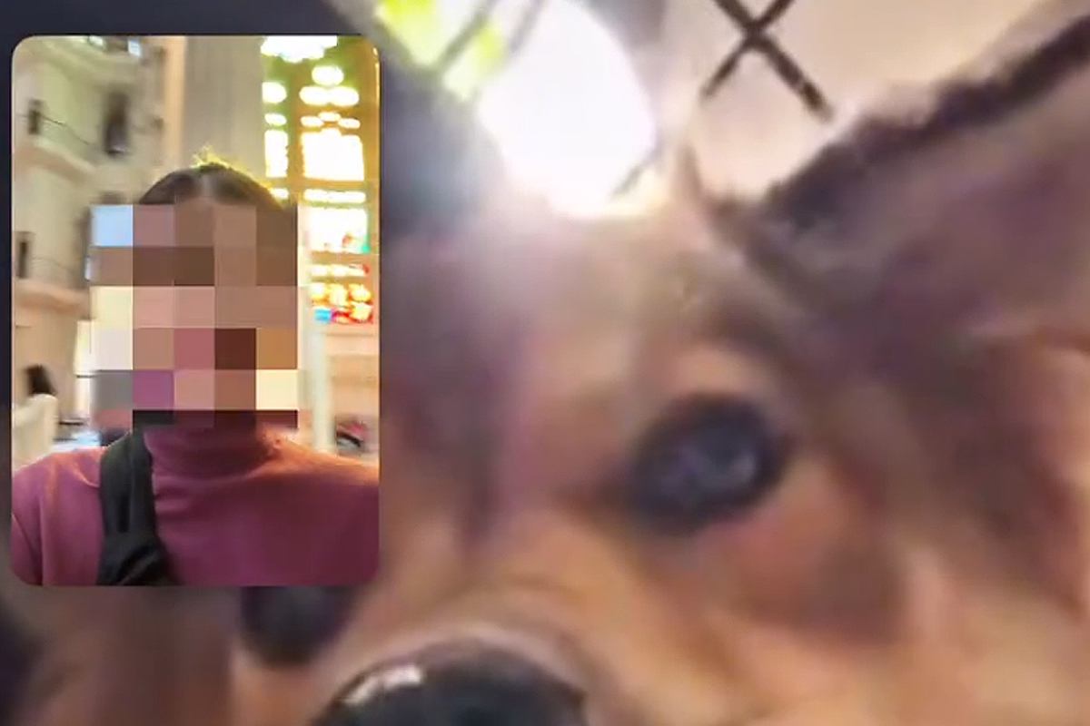 10日間の旅行中、留守番している犬とテレビ電話をした結果→『寂しがっているかな』と思いきや…まさかの反応に爆笑「楽しかったのかなｗ」