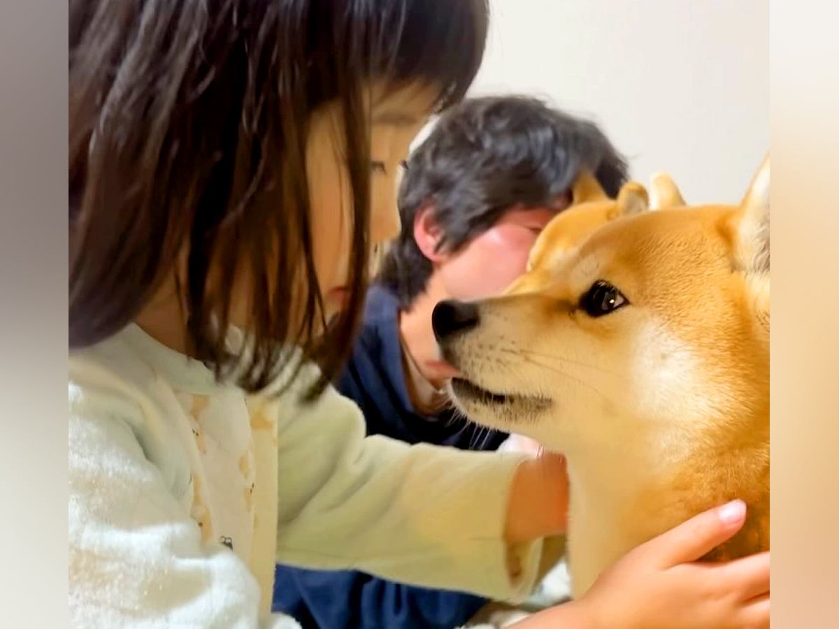 ３歳の女の子が『柴犬のニオイチェック』をした結果→まさかの『辛辣すぎる感想』に爆笑「複雑そうな顔で草」「うちは昆布です」と13万再生