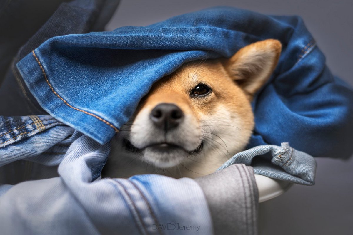 犬が飼い主の服の上で眠る『5つの心理』安心するから？考えられる理由まで解説