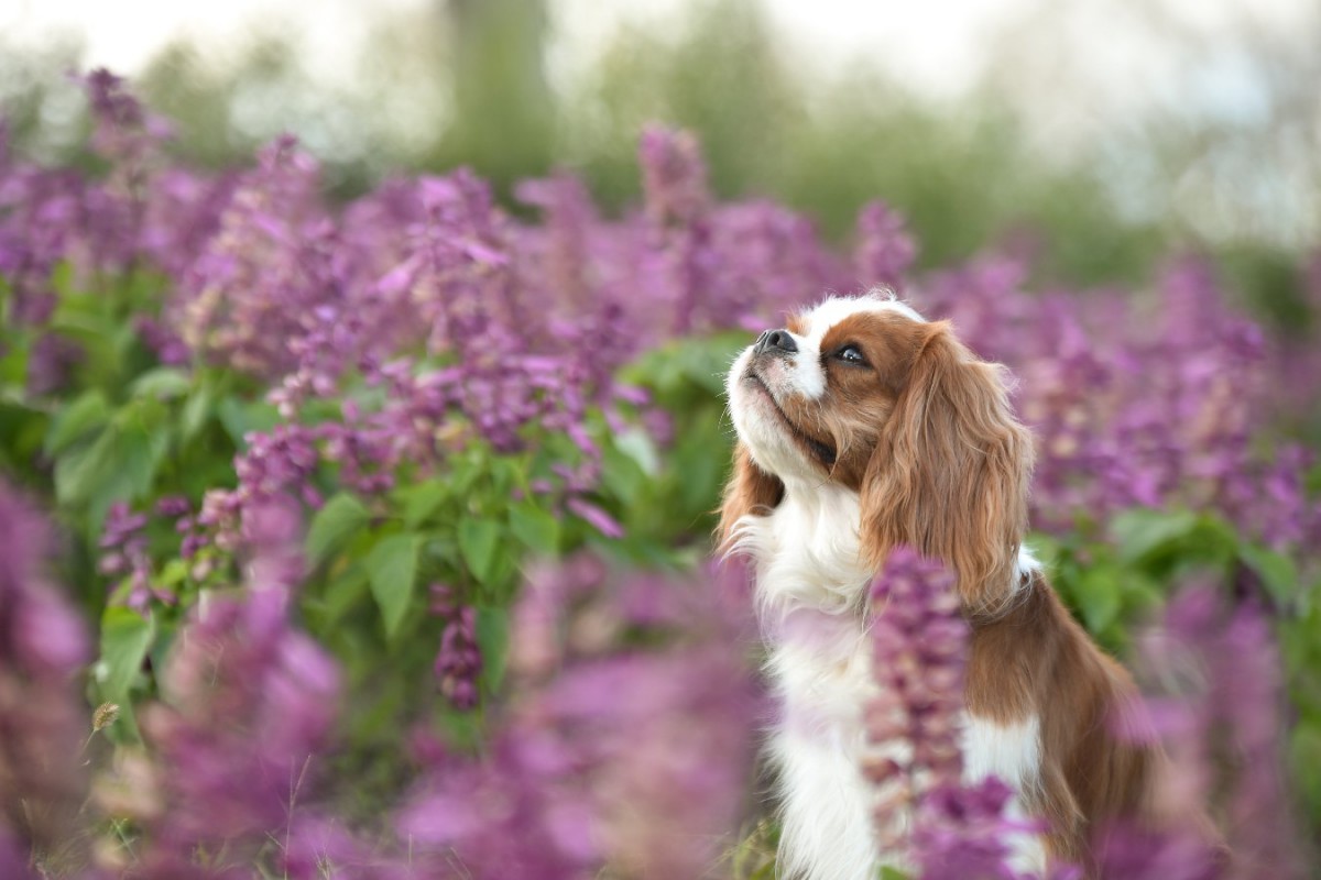 『吠えにくい』と言われている犬種5選