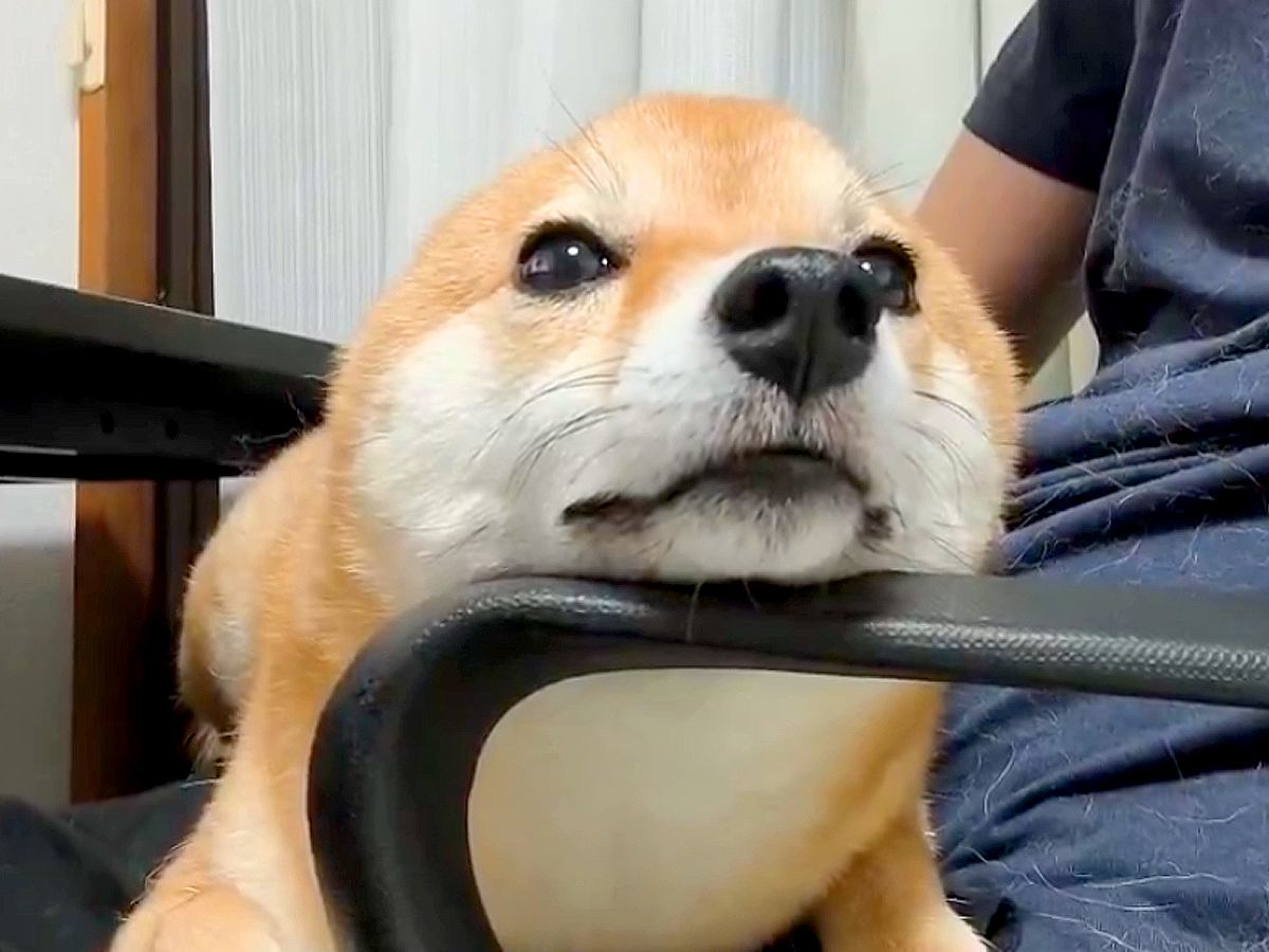 膝の上でくつろぐ犬→突然ぴょこん！まさかの『耳が生え変わる瞬間の光景』に悶絶「想像以上の速さだったｗ」「ウサギが犬になった」と2万いいね