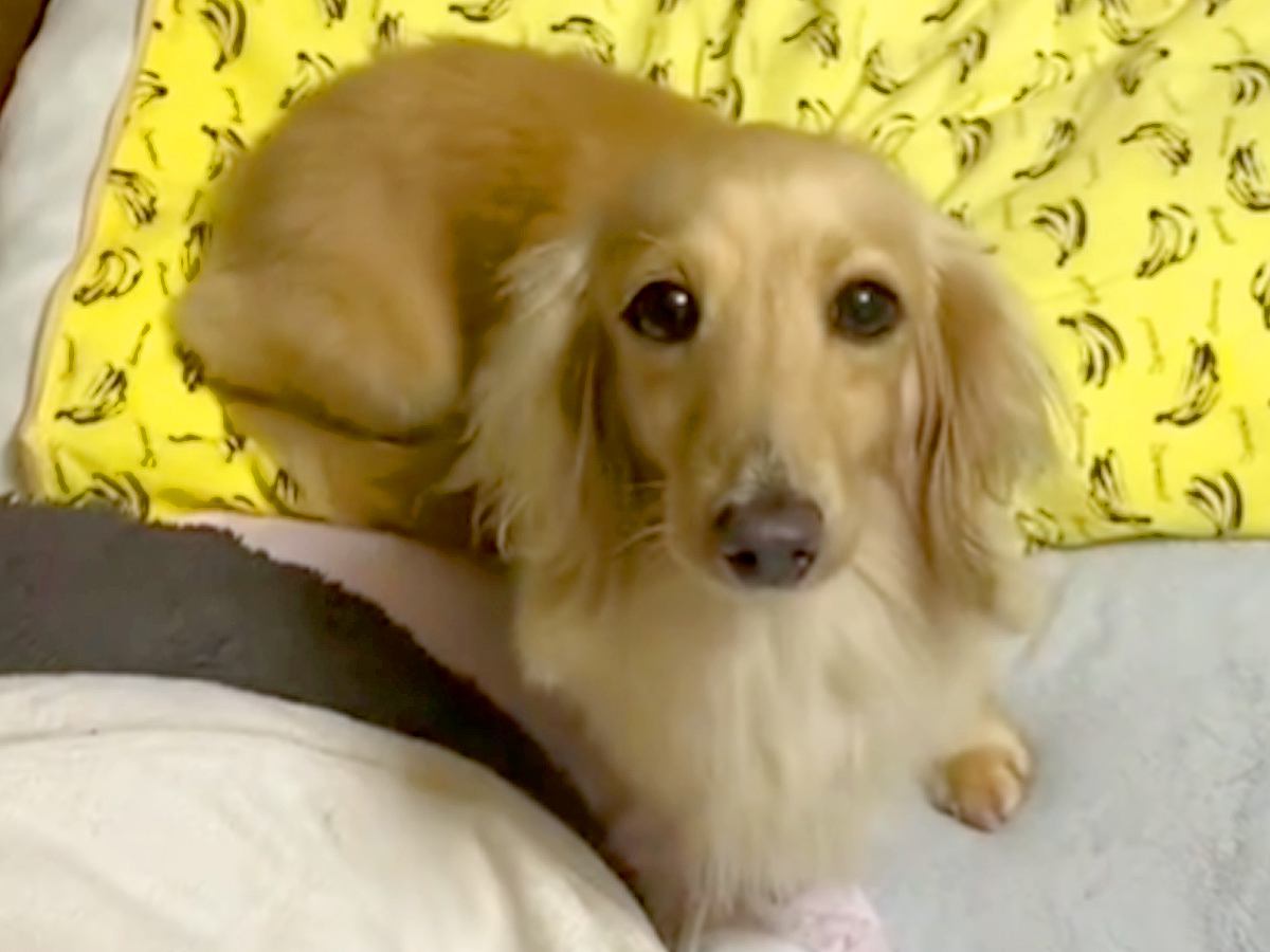 『いいのかな…？』元保護犬が見つめてくると思ったら、次の瞬間…悶絶必至の『はじめて飼い主に甘えた瞬間』が22万再生「泣いちゃう」と感動