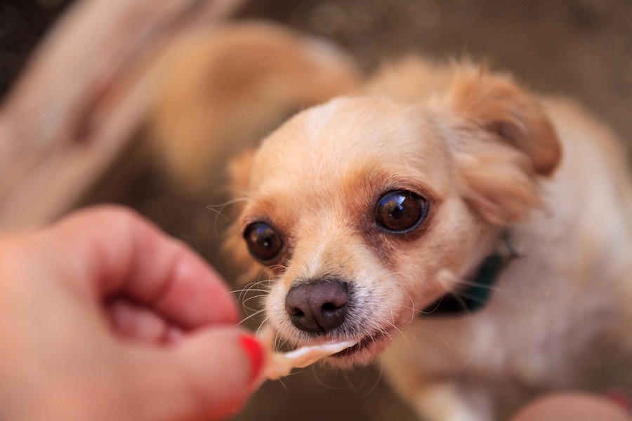 犬に人間の食べ物をあげてはいけない５つの理由