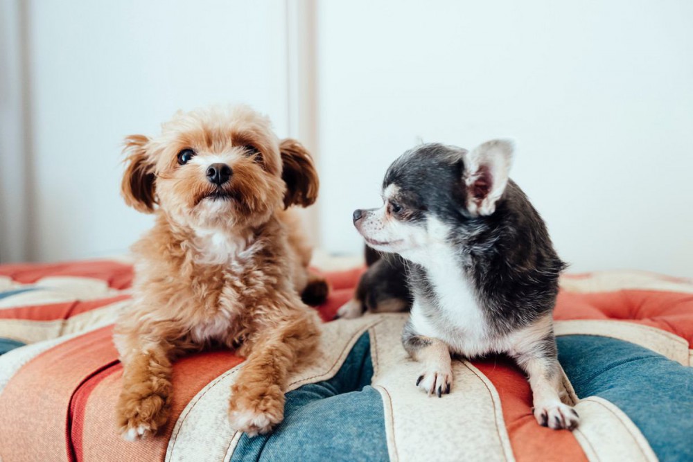 犬を買う前の準備とは！必要なものやかかる費用、犬種による違いなど