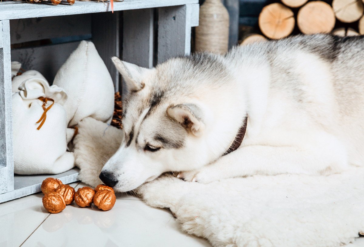 犬に絶対に食べさせてはいけない『ナッツ類』3選！最悪死に至る可能性も！