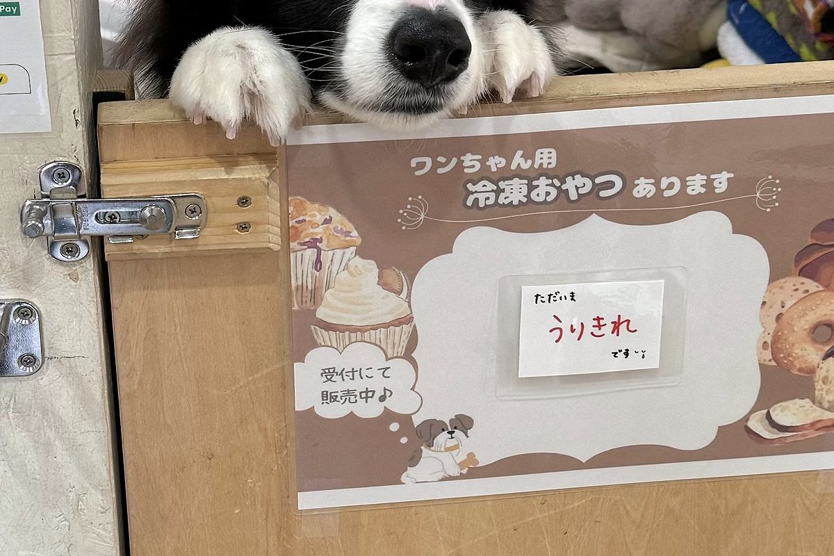 『トリミング後の犬の写真』が届いたので、見てみた結果→今すぐ会いたくなる『尊い一枚』に1万いいね「いい味出してるｗ」「かわいい」と絶賛
