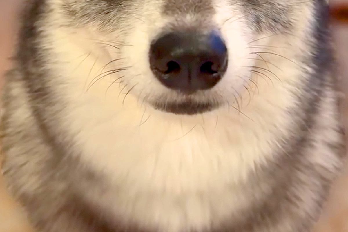 スマホをいじっていたら『スマホを見るな、俺を見ろ』と犬が圧をかけてきて…絶対に構うしかない光景が61万再生「可愛くて直視できないｗ」