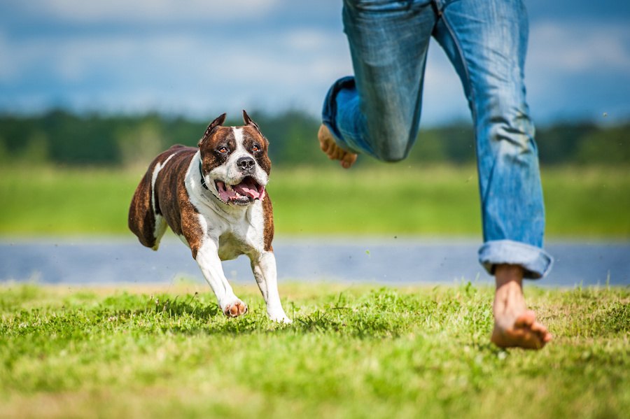 犬をノーリードにするのはなぜ駄目なの？