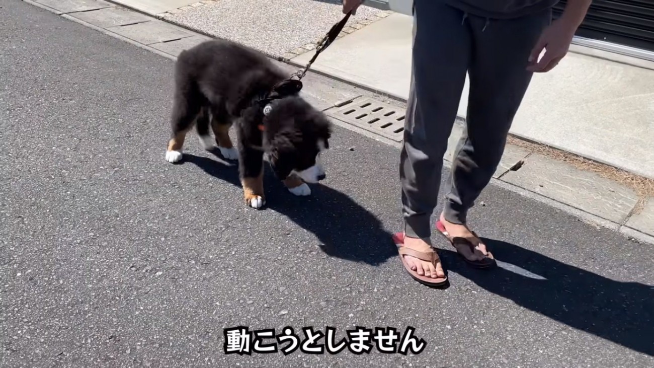 生後3ヶ月半の大型犬パピー、お散歩デビューでフリーズする姿に共感が止まらない「うちもそうだった」「身体は大きくても赤ちゃん」