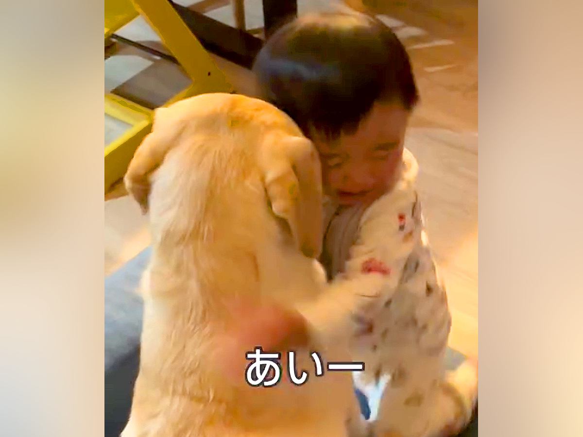 子どもが大型犬にちょっかいをかけたので『謝るように伝えた』結果…とんでもなく尊い『謝罪の仕方』が14万再生　独特な方法が可愛すぎると話題に